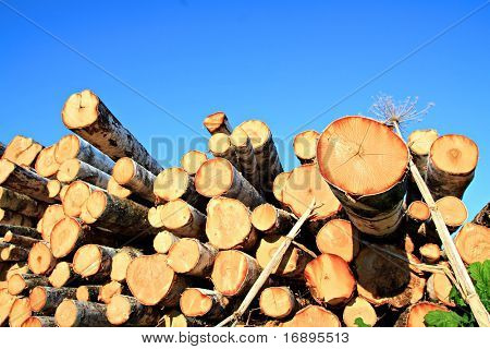 sawn up tree