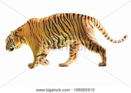 A big tiger walkin isolated on white background. side view with copy space. Thailand, Asia.