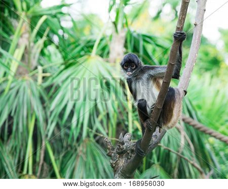 Spider monkey on a tree