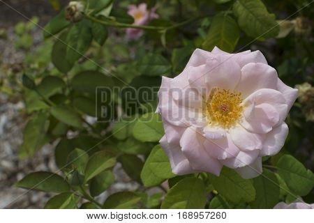 Pastel Pink Mrs Mary Thomson Rose In Bloom