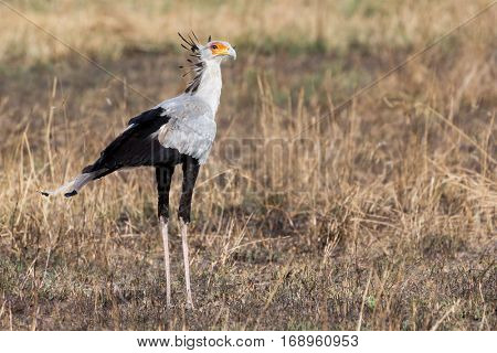 secretary bird (sagittarius serpentarius) pauses for a portrait before continuing his hunt for snakes, serengeti national park, tanzania
