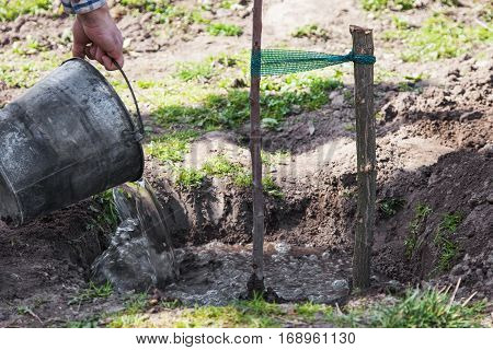 Watering fruit tree seedlings after planting into soil gardening step by step guide