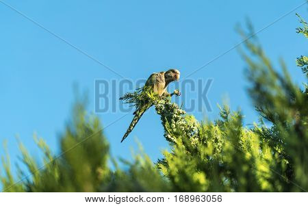 Green parrot, standing on a tree branch