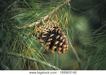 Several pine cones fallen on the ground in the forest in a summer day.