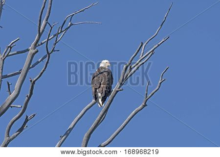 Bald Eagle Looking for Food on Shoshone Lake in Yellowstone National Park in Wyoming