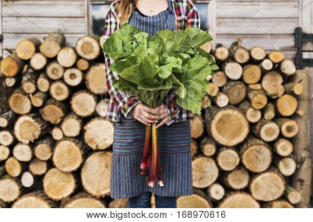 Firewood Fuelwood Lumber Timber Lumber Log Concept