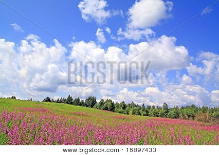 lilla blomster på felt