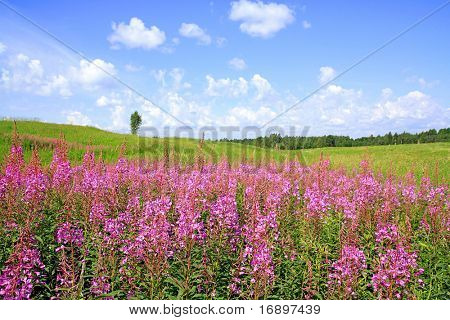 lilla blomster på felt