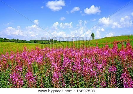 fleurs lilas sur champ