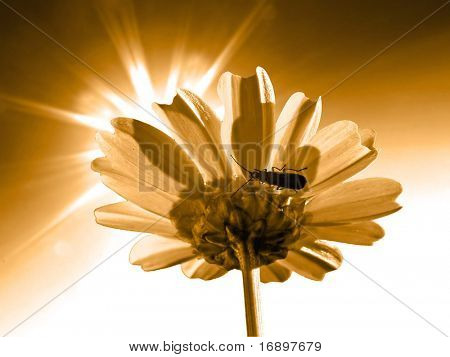 Chrysantheme