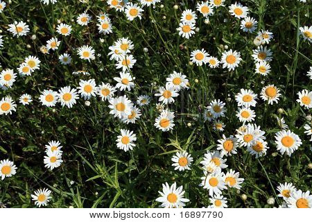 daisywheels en campo
