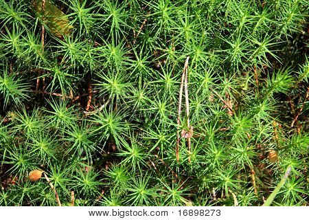 marsh moss