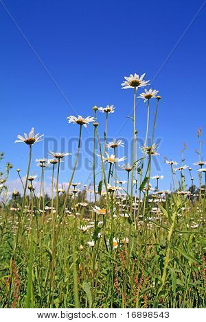 daisywheels en campo