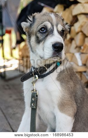 Portrait of a puppy. Young alabai in Siberia, Russia.