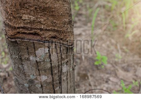 Surface And Texture By Tapping Latex From Rubber Tree