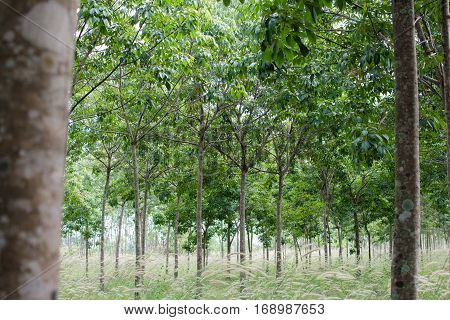 Rubber Plantation Which Has Grass, Hevea Garden In Thailand.