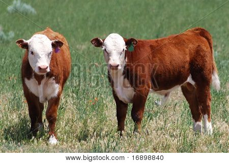 Hereford Calves