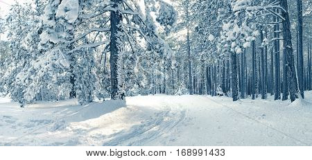 snowy pine woods in the Etna Park, Sicily