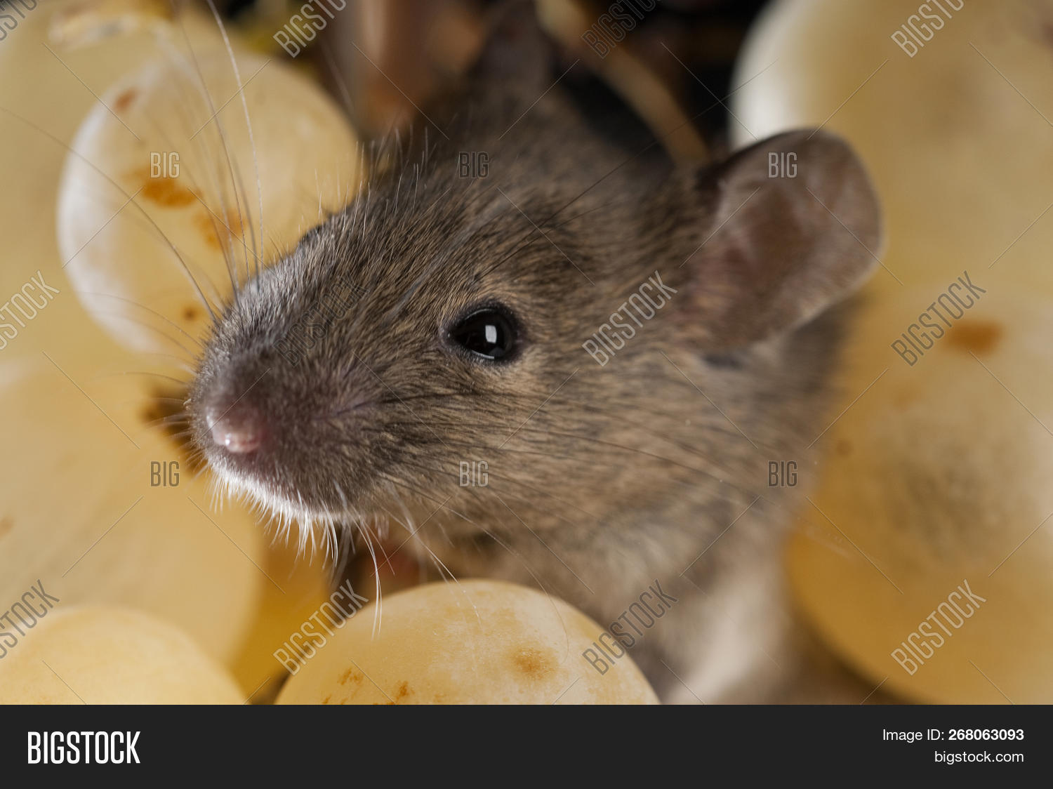Mouse Eating Grapes, Image & Photo (Free Trial) Bigstock