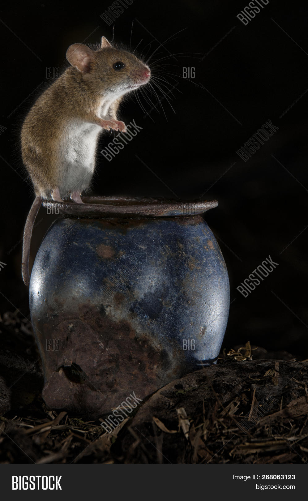 Mouse Carrying Acorn Image & Photo (Free Trial) Bigstock