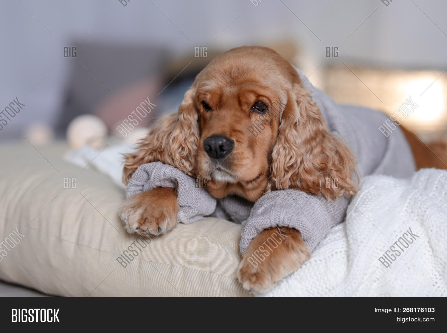 cocker spaniel sweater