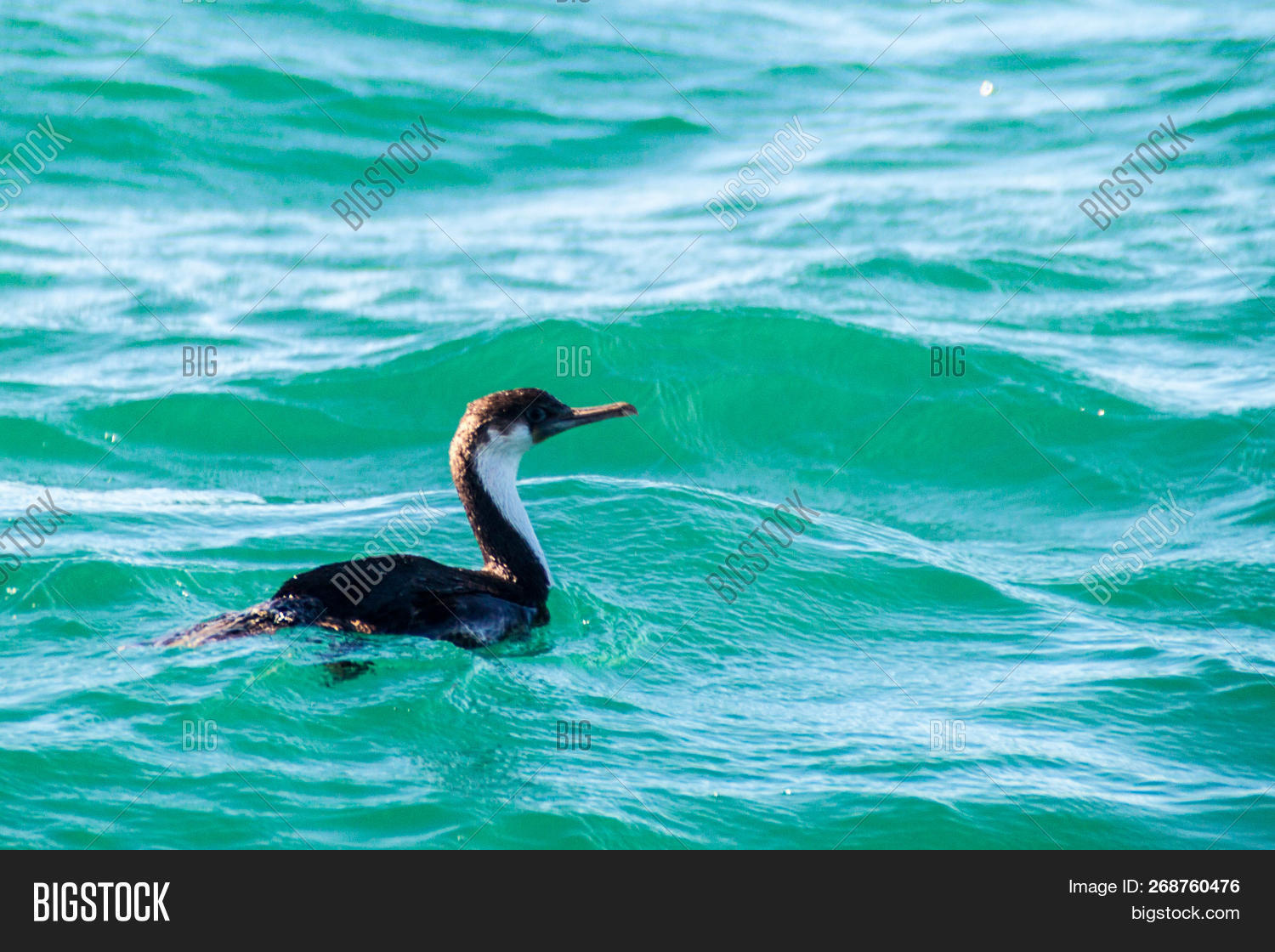 Cormorant Protected Image & Photo (Free Trial) Bigstock