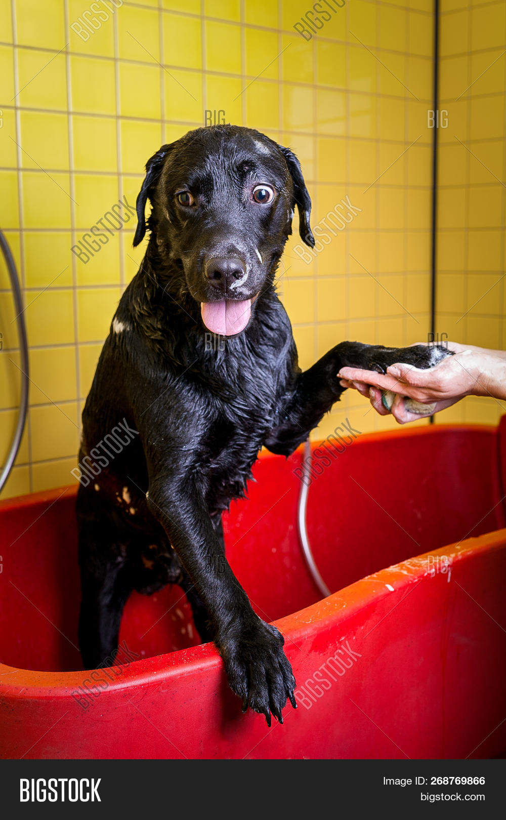 Bathing Black Labrador Image & Photo (Free Trial) | Bigstock