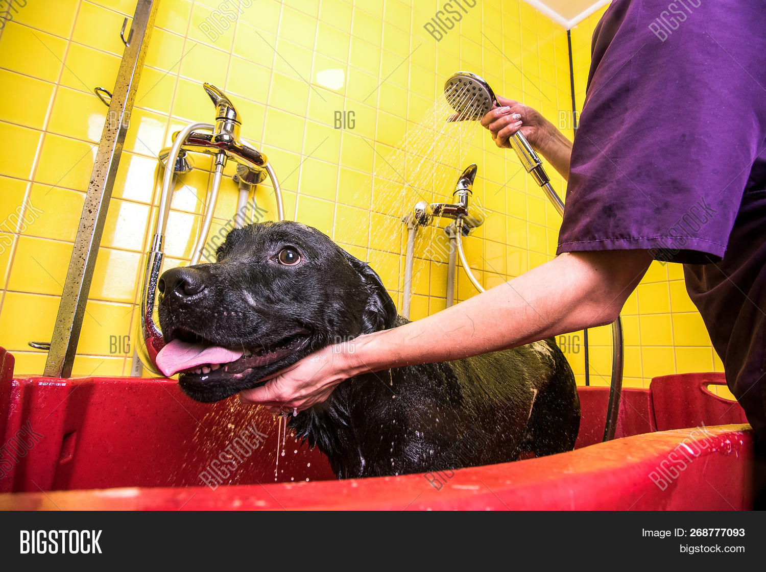 Bathing Black Labrador Image & Photo (Free Trial) Bigstock