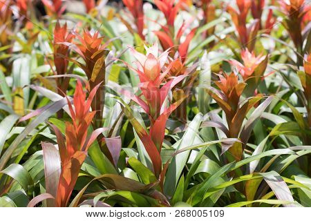 Bromeliad Flower In The Garden. Guzmania Bromeliad