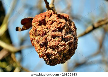 Rotten apple
