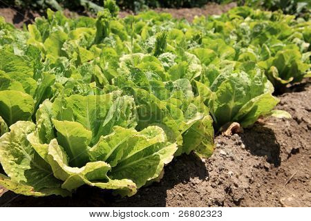 Una imagen de los campos de lechuga en primavera