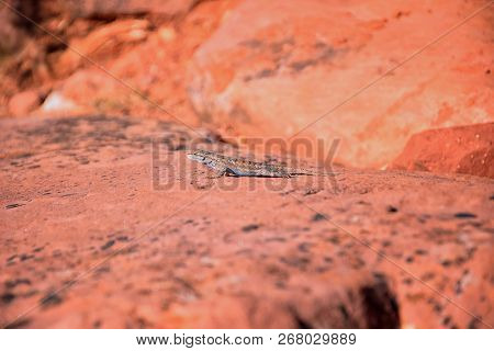 Western Fence Lizard (sceloporus Occidentalis) Which Belongs In The Order Squamata (snakes And Lizar