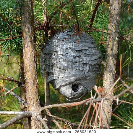 Vespiary Attached To Trunks Of Young Pines In Wood