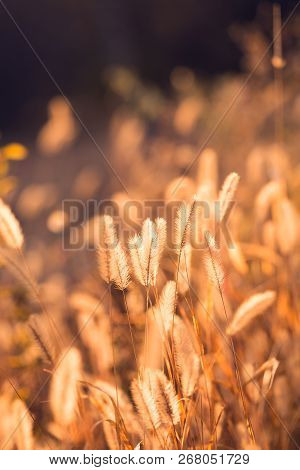 Spikes Of Grass. Autumn Field. Yellow Background. Macro.