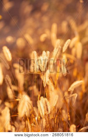 Spikes Of Grass. Autumn Field. Yellow Background. Macro.