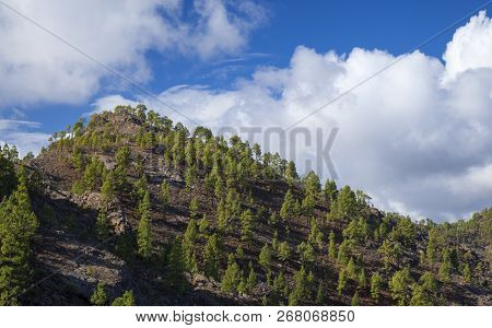 Gran Canaria,  October, Re-forested Part Of Nature Park Pajonales, Canarian Pines Of Same Age And Si