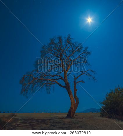 Old Pine Tree On A Cirali Beach In A Moon Light. Mediterranean Region, Turkey, Lycia.