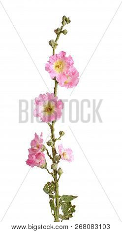 Single Stem With Multiple Pink Flowers Of Hollyhock (alcea Rosea) Isolated Against A White Backgroun