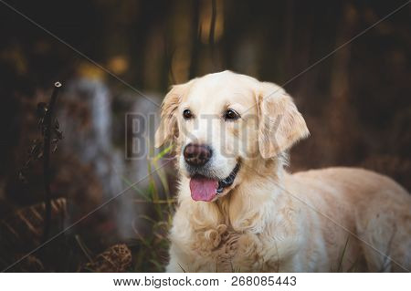 Profile Portrait Of Cute And Happy Dog Breed Golden Retriever Lying In The Dark Autumn Forest