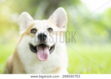 Corgi Dog On The Grass In Summer Sunny Day