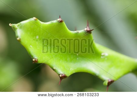 Euphorbia Antiquorum In Nature Is Another Species Of Ornamental Plant.
