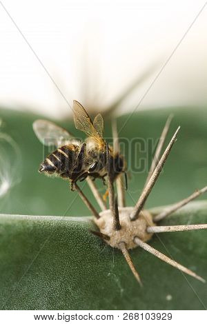 The Bee Dies With A Pointed Spike.