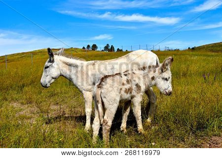 Mother And Baby Burro  At Custer State Park, South Dakota