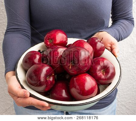 Metal Bowl With Fresh Red Apples In Female Hands, Autumn Garden Apples