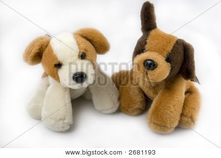 Zwei Puppys