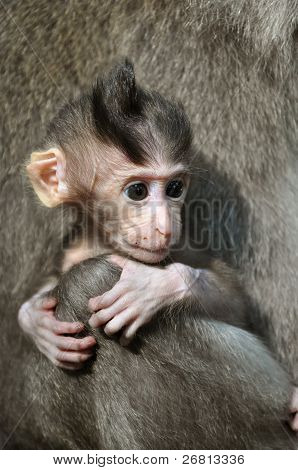 Baby Monkey (macaca Fascicularis). Bali, Indonesia.
