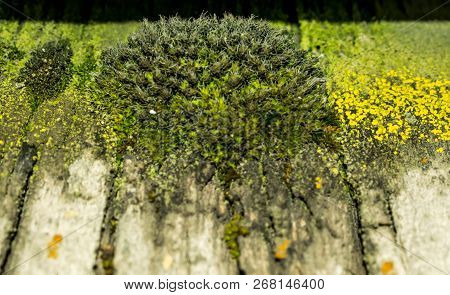 Green Moss Close Up For Design Background