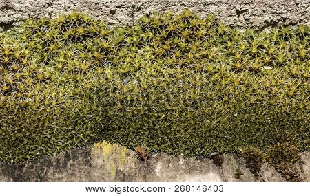 Green moss close up for design background