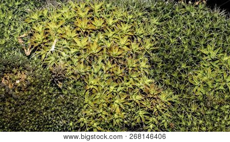 Green Moss Close Up For Design Background
