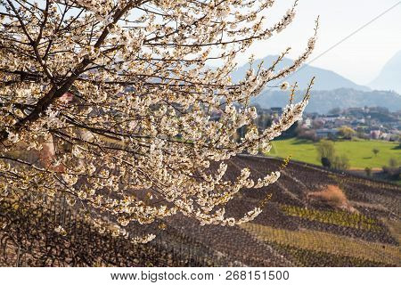 Blooming Cherry Tree In Sion, Switzerland. Spring Time
